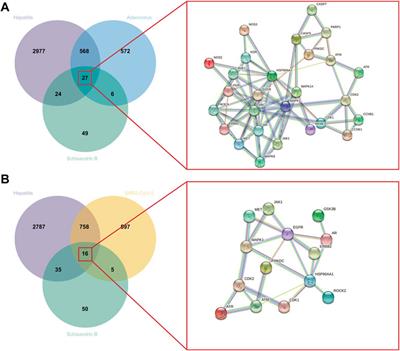 Potential protective benefits of Schisandrin B against severe acute hepatitis in children during the COVID-19 pandemic based on a network pharmacology analysis